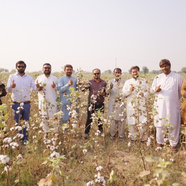 Cotton field